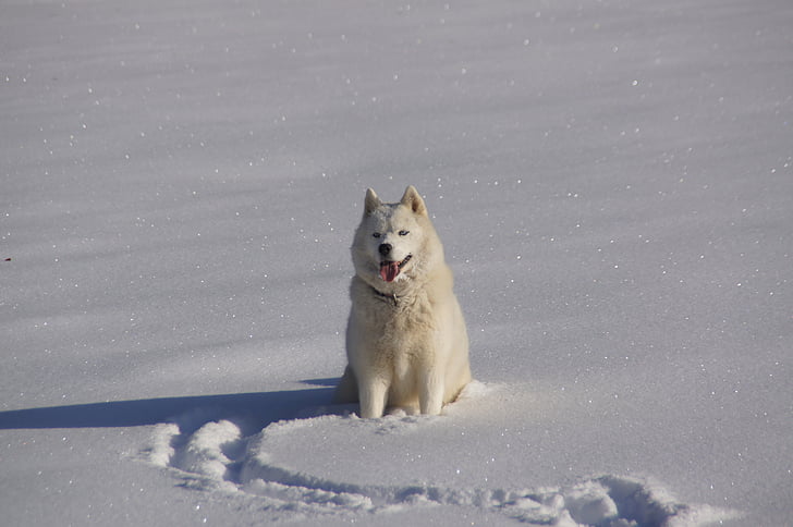 husky, mountain, savoie, winter, bauges, snow, dog