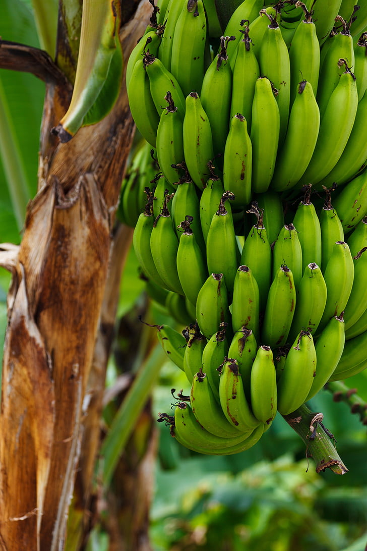 negatavus, banāni, pārtika, zaļa, daba, banānu, saišķos