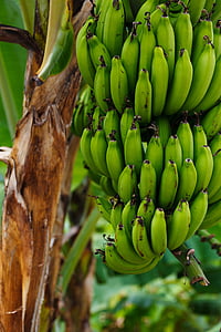 raakoja, banaanit, Ruoka, vihreä, Luonto, banaani, nippuina