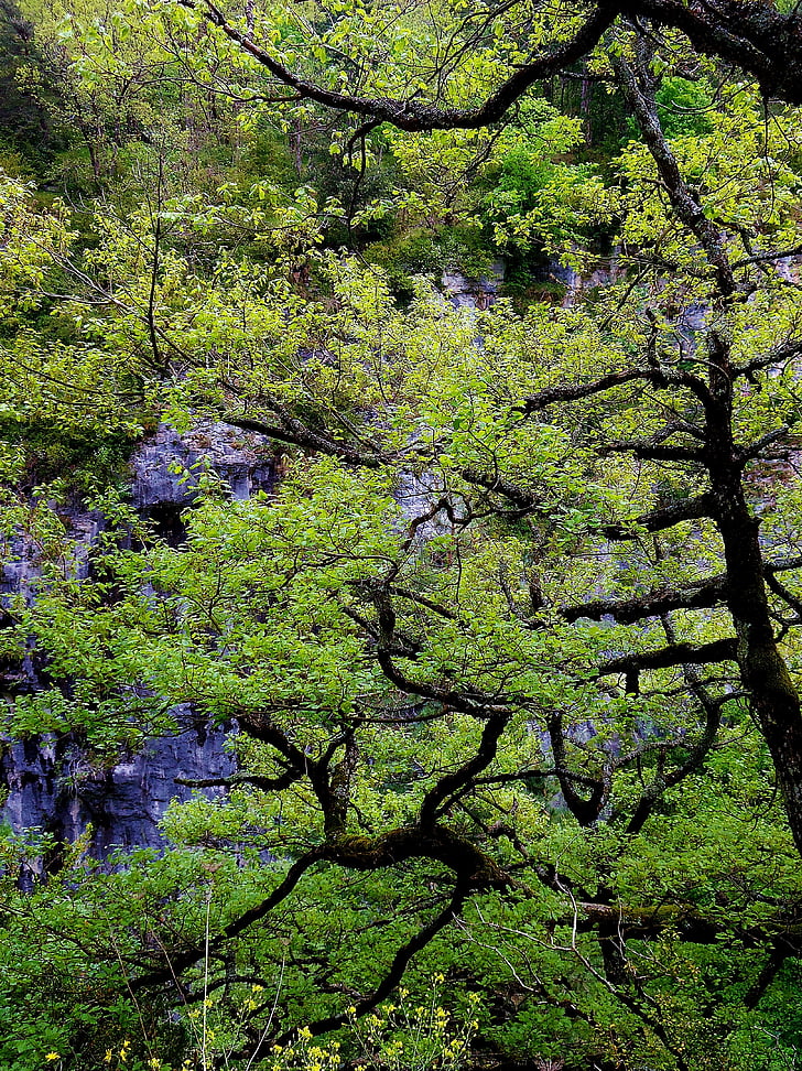 chi nhánh, chi nhánh, cây, màu xanh lá cây, độ tương phản, vách đá, Thiên nhiên