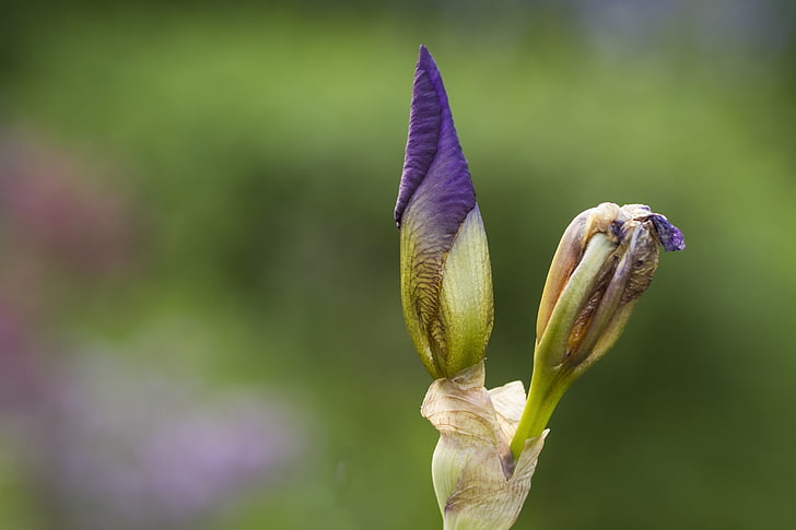 Iris, bud, blomst, blå, anlegget, natur, hage