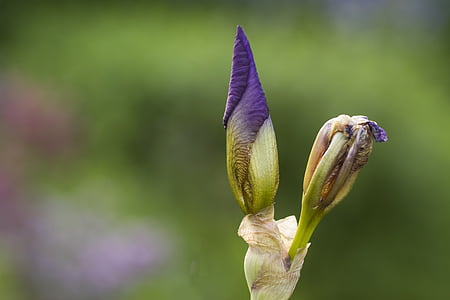 Iris, brot, flor, blau, planta, natura, jardí