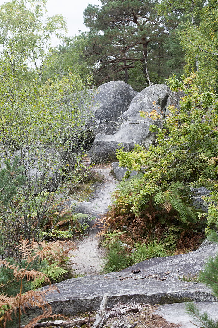 Fontainebleau, Les, zelená, dřevo, pěší turistika, Příroda, stromy