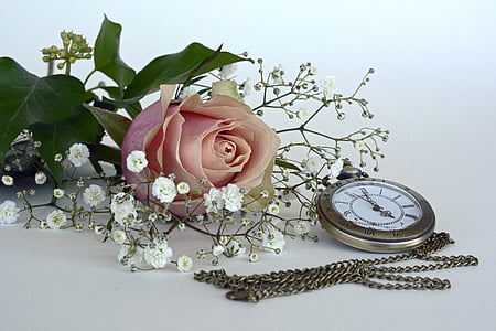 Rosa, flor, flor, flor, flor rosa, Gypsophila, romàntic