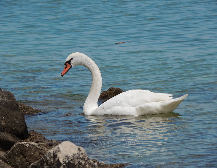 swan, water, bird, lake, sea, surface, beach
