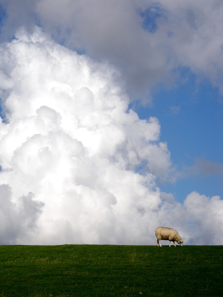 clouds, sheep, nature, dike, landscape, pasture, grass