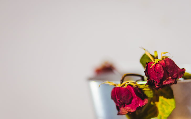 selective, focus, photography, red, withered, rose, roses