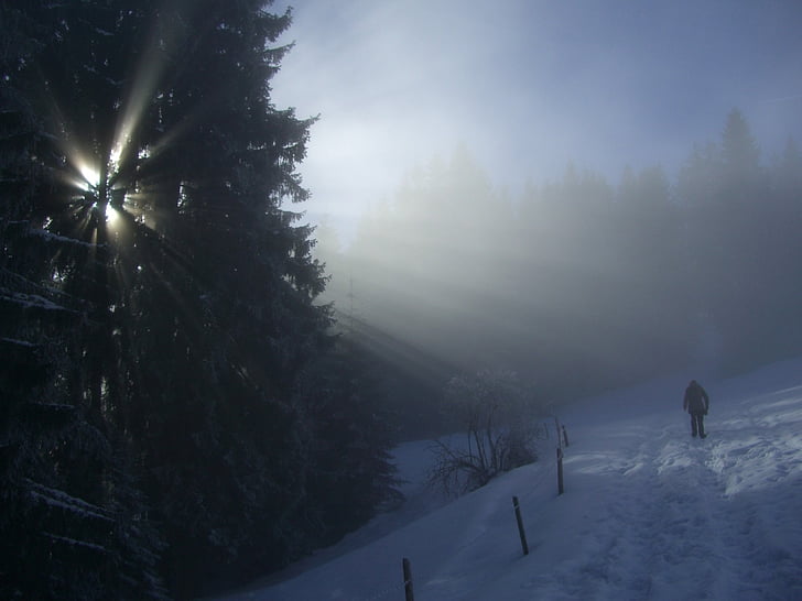 winter, fog, firs, sunbeam, light, snow, wanderer