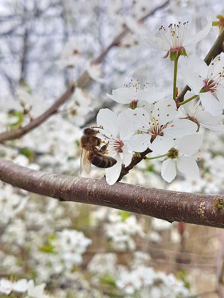 primavera, abeja, flor de cerezo, cerezas