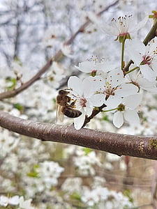primavera, ape, fiore di ciliegio, ciliegie