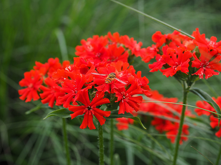 Burning love, fleur, Blossom, Bloom, rouge, Lychnis chalcedonica, campion rouge écarlate