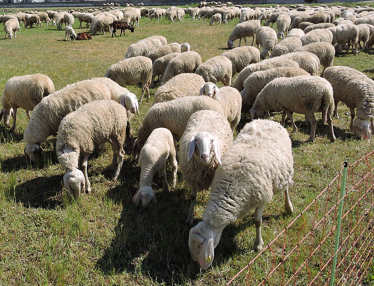 sheep, flock, grass, prato, green, animal