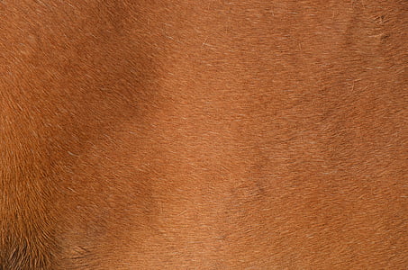 marrón, piel de pony, caballo, animal, piel, ondulado