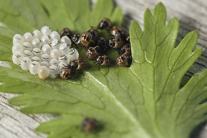bugs, hatch, insect eggs, insects, leaf, macro photography, nature