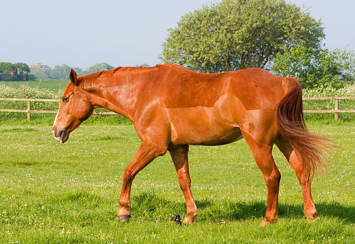 kôň, Pony, zviera, gaštan, krásny, gaštanové kone, Foto