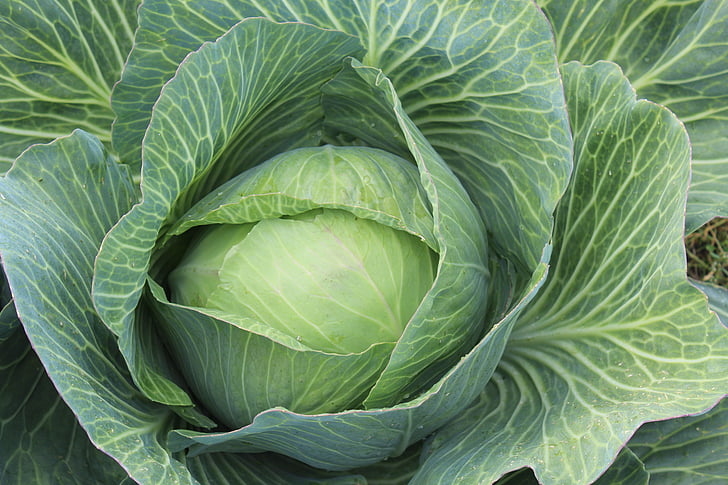 white cabbage, brassica oleracea, kappes, kaps, kappus, kabis, herb