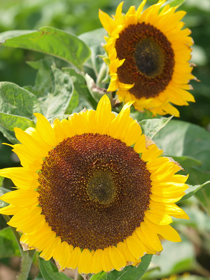 Sun flower, květ, žlutá, hnědá, pole