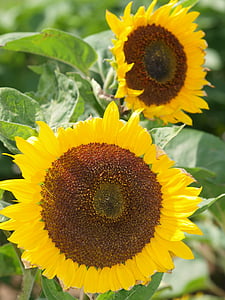 flor del sol, flor, amarillo, marrón, campo