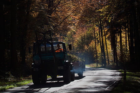 strada, Unimog, Vice, foresta, autunno, fogliame di caduta, autunno dorato