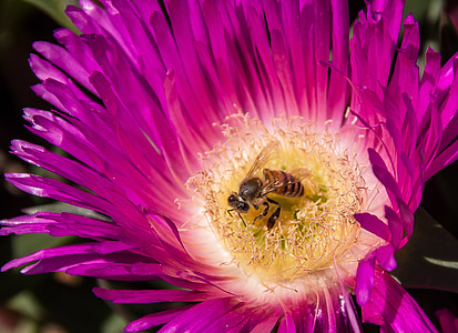 bee, pollen, pigface, flowers, bloom, succulent, pink