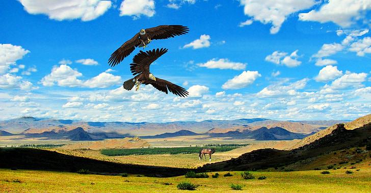 Eagles, pássaro, aves, cavalos, pradaria, estepe, montanhas