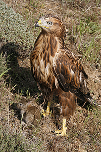 buzzard berkaki panjang, Predator, liar, burung, hewan, burung pemangsa, alam