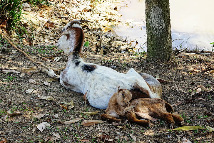 goat, rest, sleep, peace, maternity, kid, nature