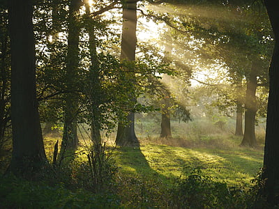 아침 해, 숲, 숲 사이의 빈 터, 태양 열, 이 슬, 습도, 연 무