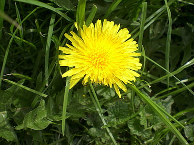 dandelion, flower, roadside, meadow, yellow, nature, flowers