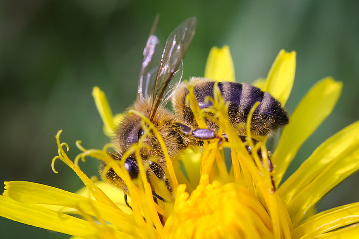 μέλισσα, κινηματογράφηση σε πρώτο πλάνο, μακροεντολή, έντομο, φύση, μέλι, Κίτρινο