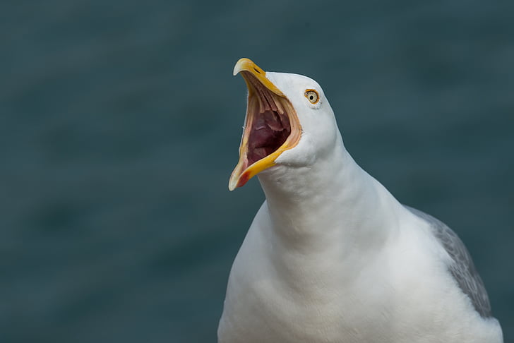 gull, scream, screamer, sadek, throat, herring gull, larus argentatus