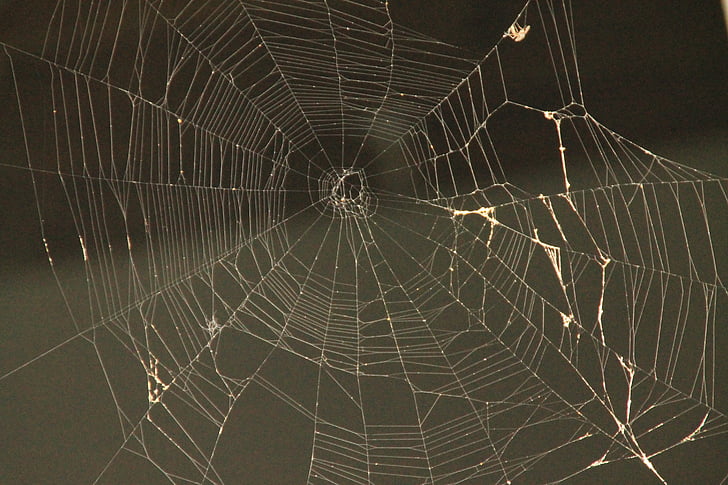 pavučina, Web spider, pavouk, Web, past, Příroda, pavučina