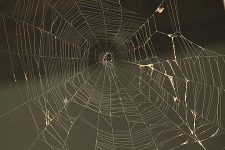 spider web, Web spider, Spider, Web, lõksu, loodus, Ämblikuvõrk