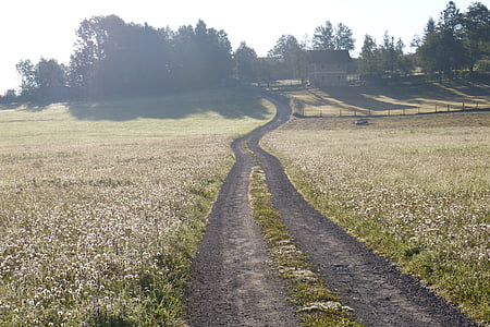 lane, meadow, morgenstimmng, away, back light, taunass, landscape
