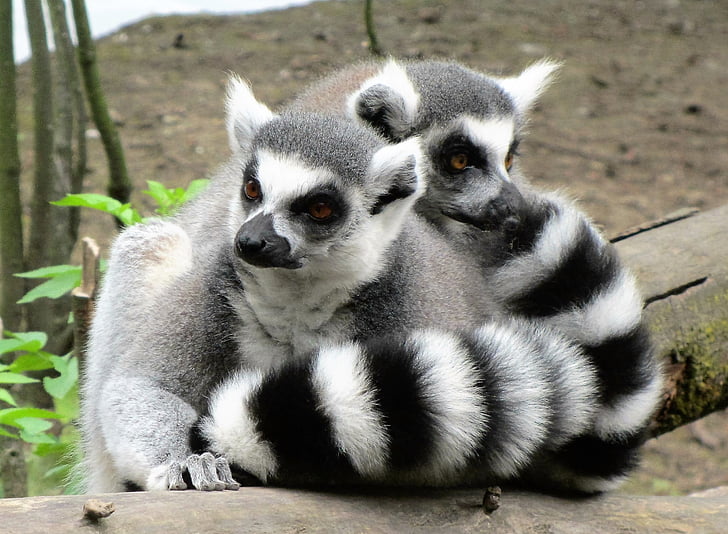 ring-tailed lemur, abe, aber, sort hvid, lang hale, hale, stribet
