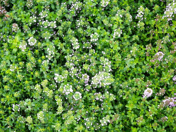 closeup, photo, white, petal, flowers, green, plant