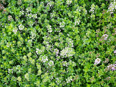 Closeup, foto, wit, Petal, bloemen, groen, plant