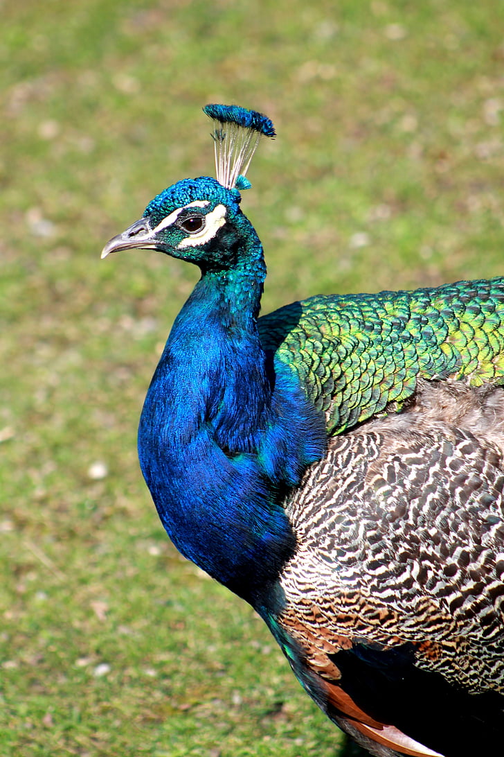 peacock, bird, animal, zoo