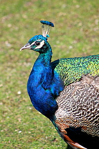 Peacock, lintu, eläinten, Zoo