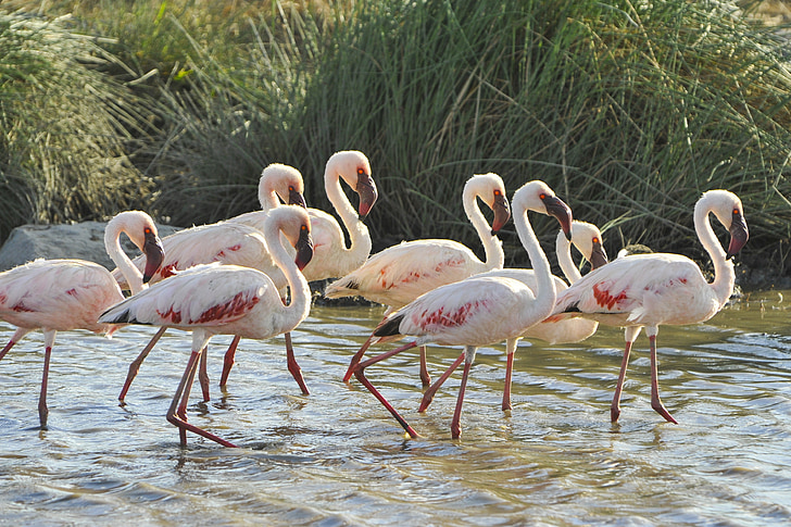 flamingai, paukščiai, laukinių, Laukiniai gyvūnai, Egzotiški, vandens, dykumoje