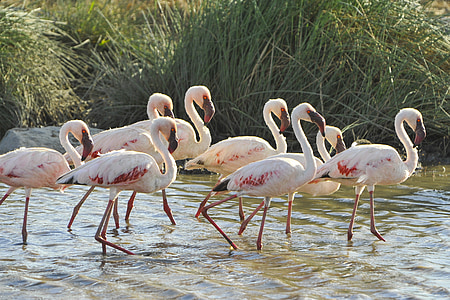 Flamingos, aves, salvaje, flora y fauna, exóticos, agua, desierto