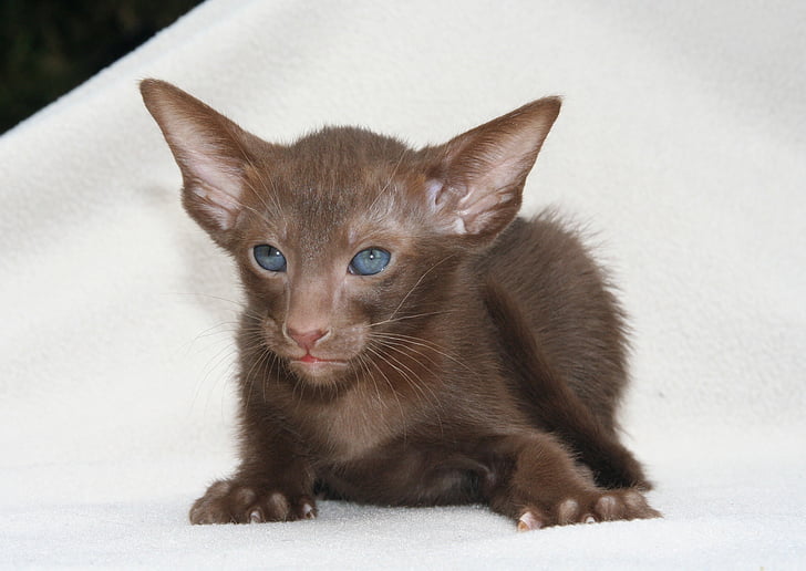 cat, young animal, curious, brown, kitten, oriental shorthair, fur