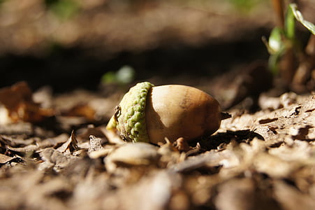 acorn, fruit, autumn, nature, brown, leaf, nut - Food