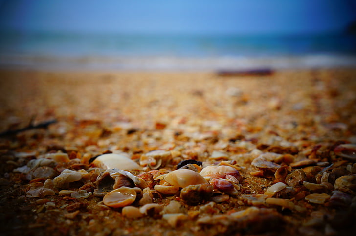 assorted, nuts, brown, surface, sea shells, shore, beach
