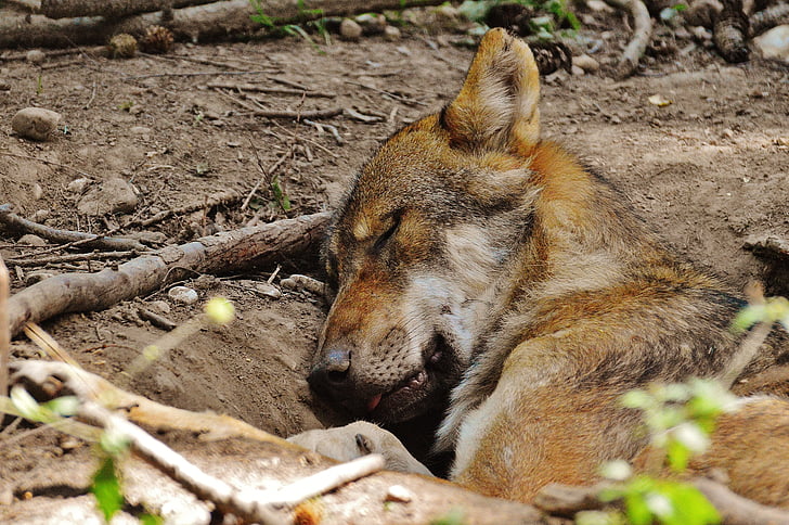Wolf, sovende, afslappet, dyr, vilde dyr, dyrenes verden, Fur