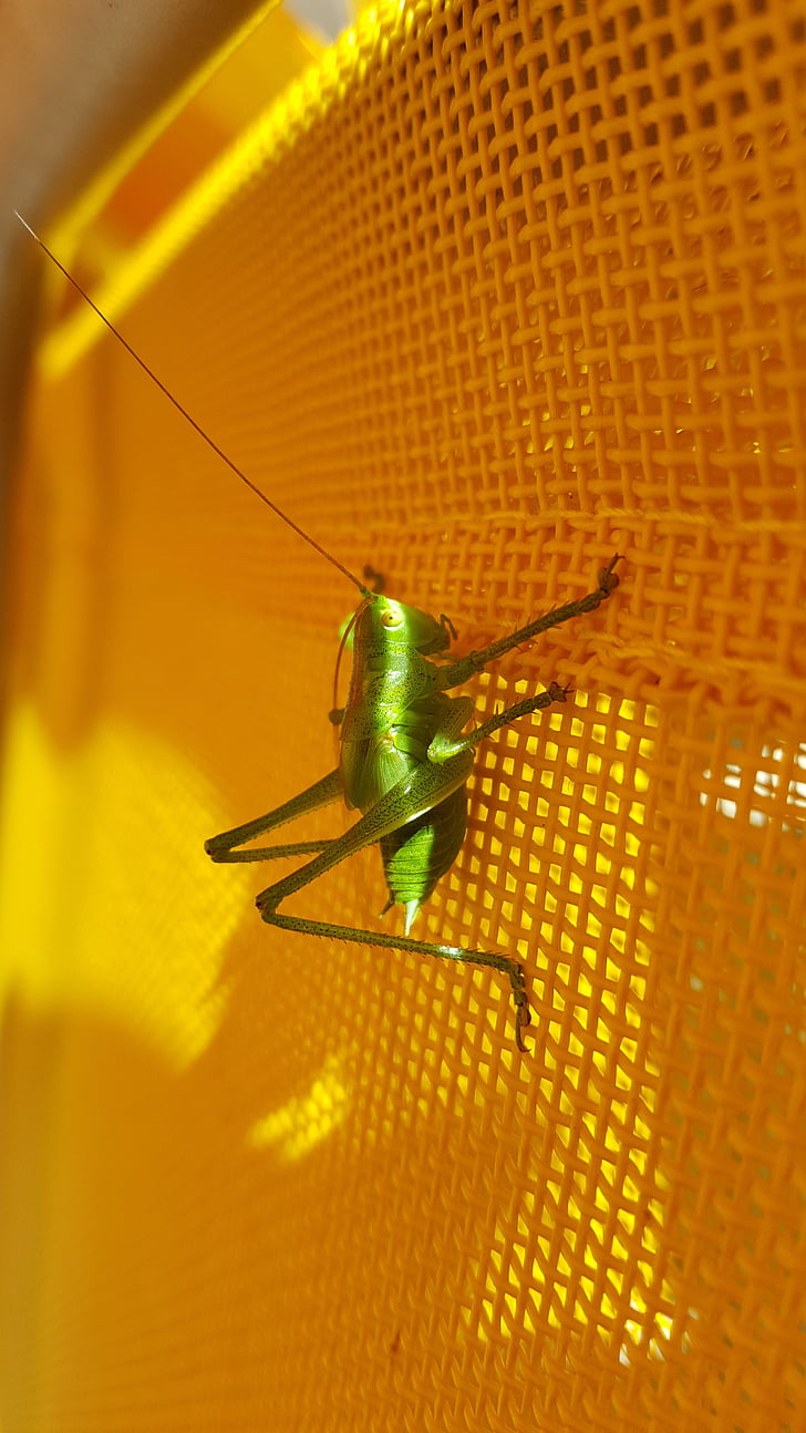 animal, green, grasshopper