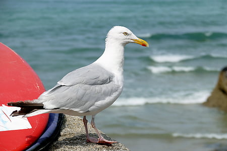 seagull, bird, animal, nature, gull, sea, water