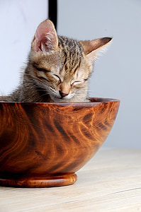 mascota, gato, sueño su boca, Doze, tazón de fuente del gato, gato doméstico, animales de compañía