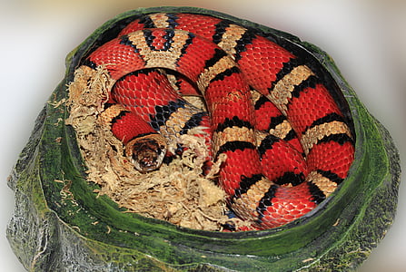 snake, king snake, striped, red, black, colorful, cave