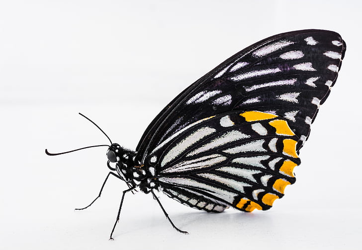 Метелик, Комаха, Метелик - комах, Природа, тварини, тварина крило, красу в природі